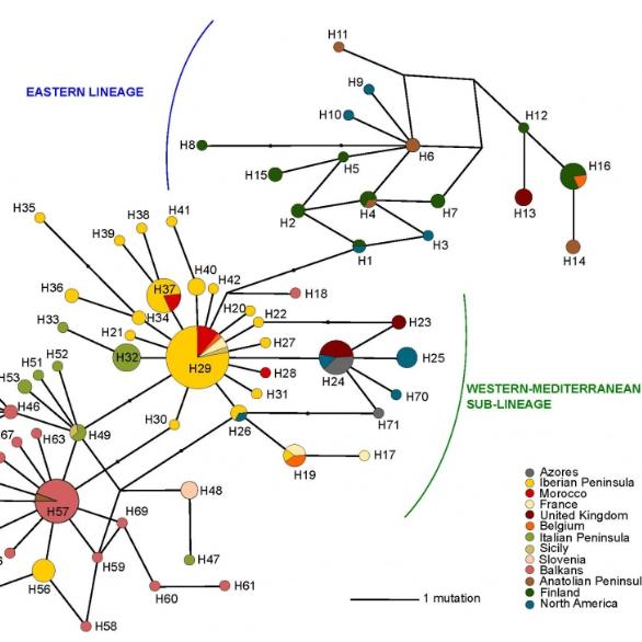 Practical course on phylogeography 16-17